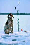 abborre, abborrfiske, apport, fiske, hund, isborr, pimpel, pimpelfiskare, pimpelfiske, sportfiske, vorsteh