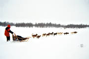 draghund, draghundar, draghundtur, hundspann, sldfrd, sldhund, sldhundar, uteliv, vinter, ventyr