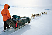 draghund, draghundar, draghundtur, grnlandshundar, hundspann, sldfrd, sldhund, sldhundar, uteliv, vinter, ventyr