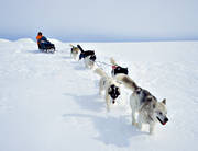 draghund, draghundar, draghundtur, fjllfolk, hundfrare, kallt, sldfrd, sldhund, sldhundar, sldhundtur, sn, uteliv, vinter, ventyr