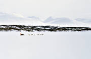 draghund, draghundar, draghundtur, fjll, fjllfolk, fjlltoppar, fjllvy, hundfrare, kallt, sldfrd, sldhund, sldhundar, sldhundtur, sn, uteliv, vidder, vinter, vita, vitt, vyer, ventyr