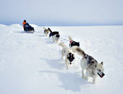 draghund, draghundar, draghundtur, fjällfolk, hundförare, kallt, slädfärd, slädhund, slädhundar, slädhundtur, snö, uteliv, vinter, äventyr