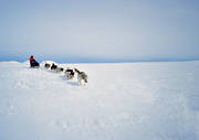 draghund, draghundar, draghundtur, hundspann, sldfrd, sldhund, sldhundar, uteliv, vinter, ventyr