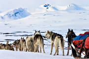 draghundar, fjll, fjllandskap, siberian husky, sn, snflt, sylarna, Sylmassivet, Syltoppen, vinter, ventyr
