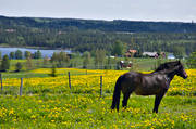 Brunflo, försommar, hage, häst, hästhage, Jämtland, landskap, maskrosor, maskrosäng, sommar, sommarhage, Sörviken