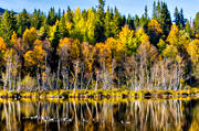 höst, höstfärger, höstlöv, Indalsälven, Jämtland, landskap, lövträd, skog, spegelbild, vattendrag, årstider
