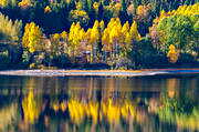 gult, höst, höstfärger, höstlöv, Jämtland, landskap, sjö, skog, spegelbild, strand, träd, årstider