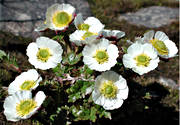 biotop, biotoper, blommor, fjll, fjllblomma, fjllblommor, fjllen, isranunkel, natur, ranunculus glacialis, vxter