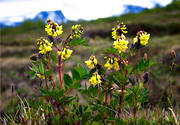 Abisko, astragalus frigidus, biotop, biotoper, blommor, fjll, fjllblomma, fjllblommor, fjllen, isvedel, Lapporten, natur, vxter