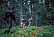 jakt, jägare, jämthund, ledhund, ledhundsjakt, skogsjakt, älghund, älgjakt