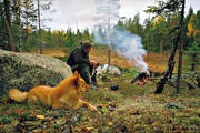 finnspets, fgeljakt, jakt, jgare, skllande fgelhund, tjderjakt, trdskllare, trdskllarjakt, Vattudalen, ga*