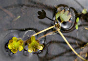 biotop, biotoper, blad, blommor, fjllblomma, fjllblommor, jordranunkel, natur, ranunculs hyperboreus, vxter