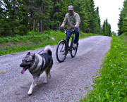 cyklar, gråhund, jakt, jakt älgjakt, motion, motionera, älgjakt