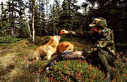 finnspets, fågeljakt, jakt, jägare, skällande fågelhund, tjäder, trädskällare, trädskällarjakt, öga*
