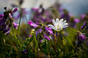 biotop, biotoper, blomma, blommor, fjll, fjllarv, fjllblomma, fjllblommor, fjllen, fjllvedel, kal fjllarv, natur, vxt, vxter