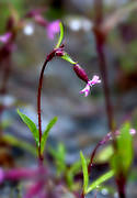 biotop, biotoper, blomma, blommor, fjll, fjllblomma, fjllblommor, fjllen, Handl, kal, natur, raritet, rdblra, Tlstensberget, vxter
