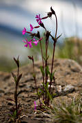 biotop, biotoper, blomma, blommor, fjllblomma, fjllblommor, kal rdblra, natur, rdblra, vxt, vxter