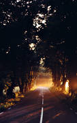 alle, andarum, kastanjetrd, kvllssol, solljus, solnedgng, soluppgng, sommar, stmning, stmningsbild, stmningsbilder, vg, rstid, rstider