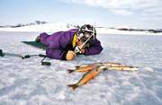 fiske, fjllfiske, kikmeta, kikmete, pimpel, pimpelfiske, rding, sportfiske, vinterfiske