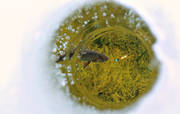 bckrding, fiske, isfiske, kikmeta, kikmete, pimpel, pimpelfiske, pimpelhl, sportfiske, vinterfiske, ring