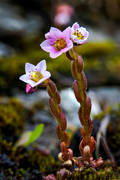 biotop, biotoper, blomma, blommande, blommor, fjll, fjllblomma, fjllblommor, fjllen, klibbig fetknopp, natur, sedum villosum, vxter