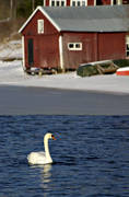 djur, fglar, Fllvik, hga kusten, knlsvan, svan, svanar, vinter