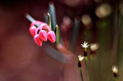biotop, biotoper, blommor, knoppar, natur, ris, Rosling, rd, rda, skog, skogsmark, sm