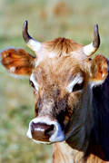 djur, däggdjur, horn, husdjur, jearsy, ko, kossa, närbild, porträtt