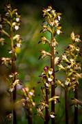 biotop, biotoper, blomma, blommande, blommor, corallorhiza trifida, fjllblomma, fjllblommor, korallrot, natur, orkide, orkideer, skog