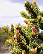 barrtrd, biotop, biotoper, gran, grankottar, kottar, natur, skog, skogar, skogsmark