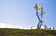 bl, gran, granar, himmel, krokig, landskap, lappland, mager, magra, sommar, trdgrns, vy