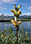 biotop, biotoper, blommor, fjll, fjllblommor, fjllen, gul, kung karls spira, natur, Padjelanta, pedicularis sceptrum-carolinum, vxter