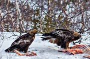 Aquila chrysaetos, djur, fgel, fglar, kungsrn, rovfgel, rovfglar