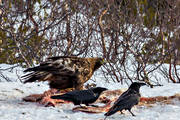 Aquila chrysaetos, djur, fgel, fglar, korp, korpar, kungsrn, rovfgel, rovfglar