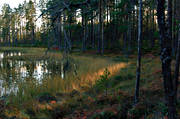 biotop, biotoper, furustammar, hst, kvll, kvllsljus, motljus, natur, skog, skogar, skogsmark, skogstjrn, trd, rstid, rstider