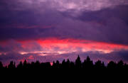 dramatik, himlafenomen, himmel, kvll, kvllsljus, ljus, moln, natur, skog, skogsmark