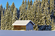 granskog, julkort, julstämning, lada, lappland, natur, skog, snö, snötyngd, stämning, stämningsbild, stämningsbilder, vinter, årstid, årstider