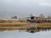 Ammarns, dimma, grvder, hlada, hst, lada, landskap, lappland, myrsltter