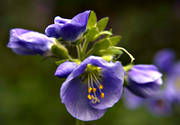 biotop, biotoper, blomma, blommor, bl, blgull, fjll, fjllblomma, fjllblommor, fjllbotaniska, fjllen, fjlltrdgrden, lappblgull, natur, polarblgull, trdgrden, vxter