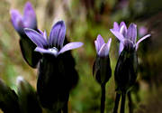 biotop, biotoper, blommor, fjll, fjllblomma, fjllblommor, fjllen, lappgentiana, natur, vxter