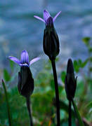 biotoper, blomma, blommor, fjllblomma, fjllblommor, lappgentiana, natur, vxter