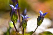 biotop, biotoper, blomma, blommor, fjll, fjllblomma, fjllblommor, fjllen, gentianella tenella, lappgentiana, natur, vxter