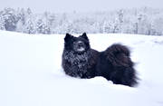 djur, däggdjur, hund, hundar, lapphund, snö, spets, spetshund, vinter
