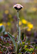 antennaria lanata, biotop, biotoper, blommor, fjll, fjllblomma, fjllblommor, fjllen, lappkattfot, natur, vxter