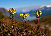 biotop, biotoper, blomma, fjll, fjllblomma, fjllblommor, fjllen, fjllnatur, lappspira, lappspiror, natur, vxter
