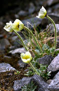 Abisko, biotop, biotoper, blommor, fjll, fjllblommor, fjllen, fjllnatur, fjllvallmo, Lapporten, lappvallmo, natur, papaver hyperborum, vxter