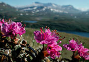 biotop, biotoper, blommor, fjll, fjllblommor, fjllen, natur, Padjelanta, rhododendron lapponicum, rd, vxter