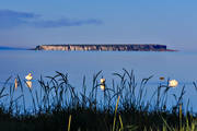 djur, fgel, fglar, Gotland, hav, havet, havsstrand, knlsvan, knlsvanar, landskap, Lilla Karls, natur, svan, svanar, ar