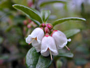 biotop, biotoper, blommande, blommor, br, lingon, natur, skog, skogar, skogsbr, skogsmark