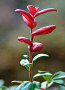 biotop, biotoper, blad, fjllblommor, lingon, natur, rd, vaccinium vitis-idaea, vxter